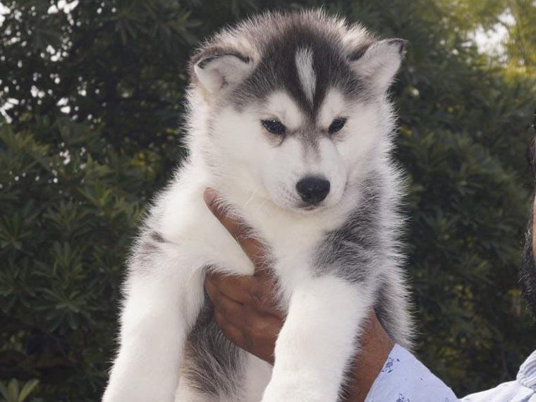 Siberian Husky puppy for sale near me