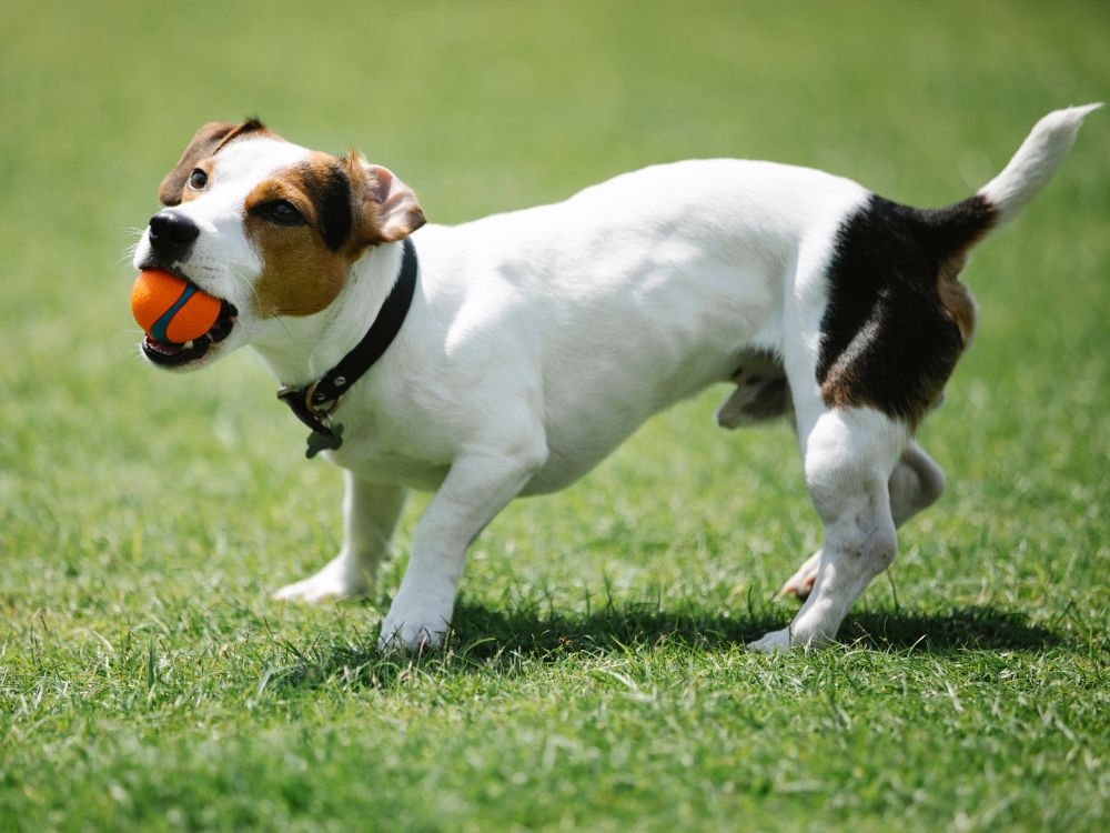 Jack Russell terrier