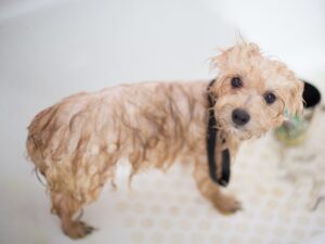 Toy Poodle